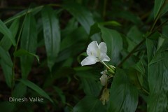 Hedychium coronarium